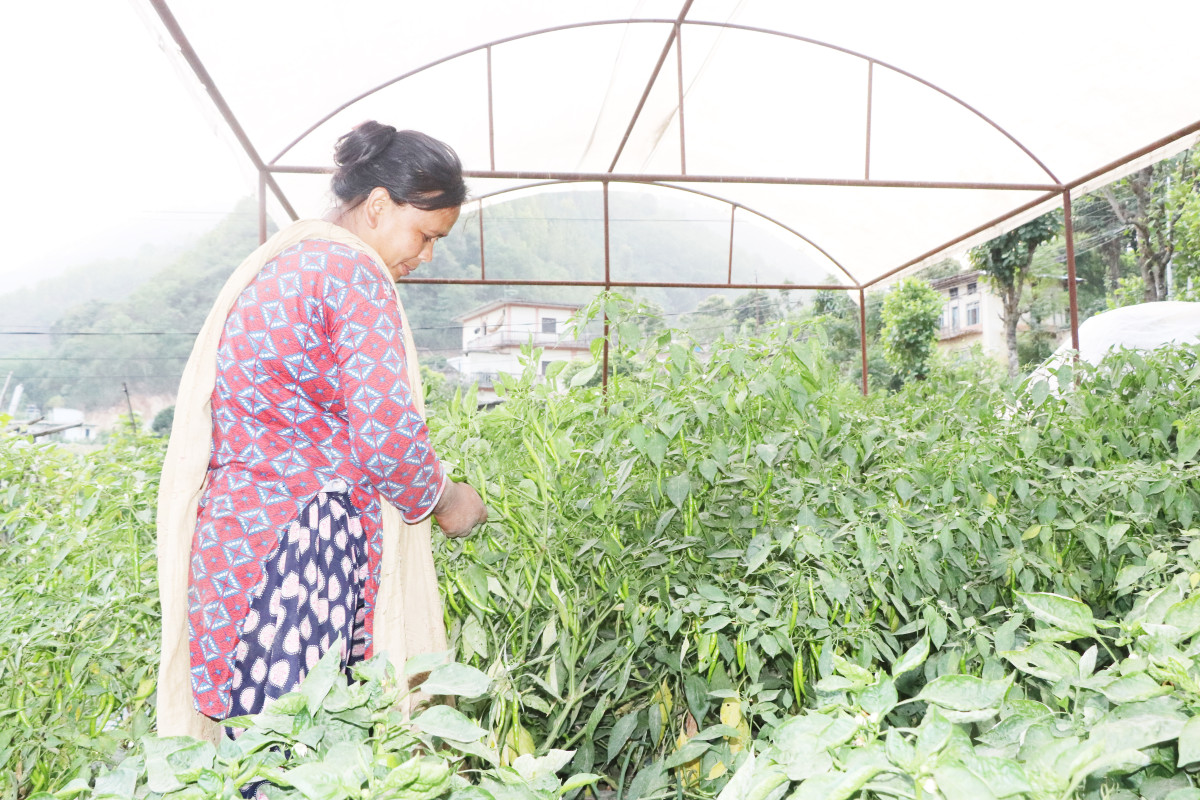 तरकारी व्यवसाय स्वतन्त्र पेशा हो : कृषक विपना