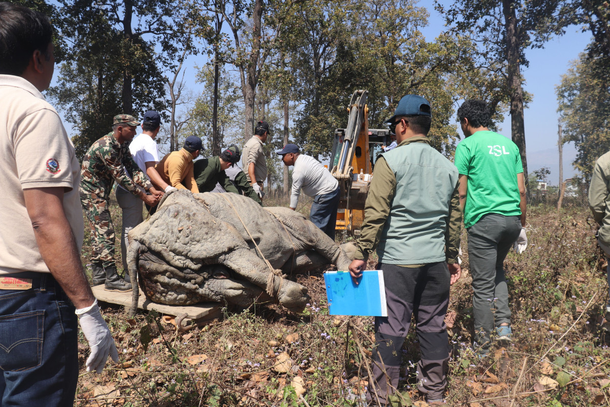 थप ४ वटा गैँडा पश्चिम सेक्टरबाट स्थानान्तरण गर्दै