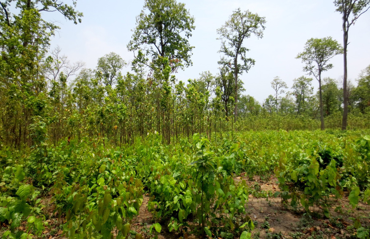 राजस्व र प्रदेश समृद्धिको मुख्य आधार