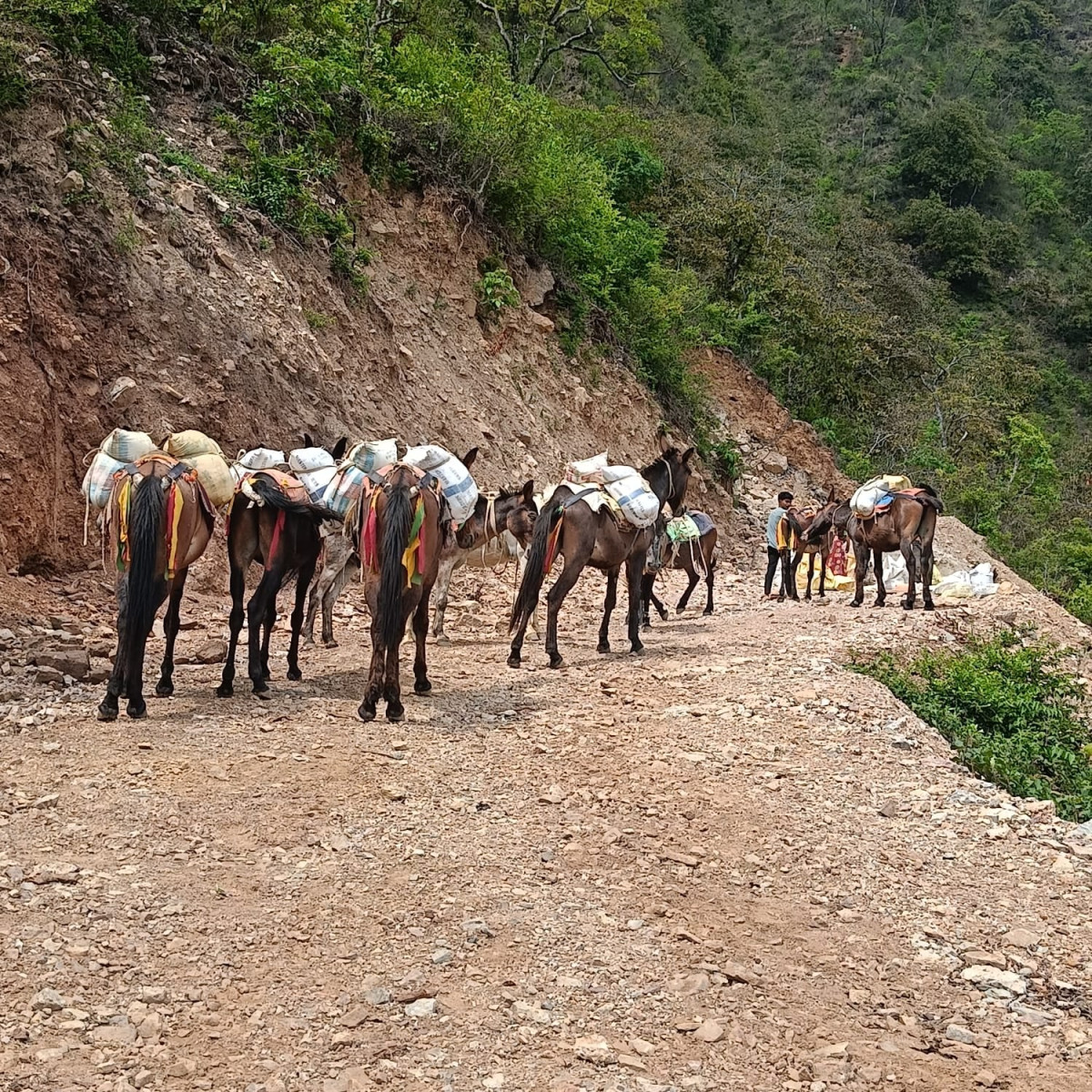 प्युठानमा कामदारको अभाव खच्चडद्वारा काम लगाइँदै