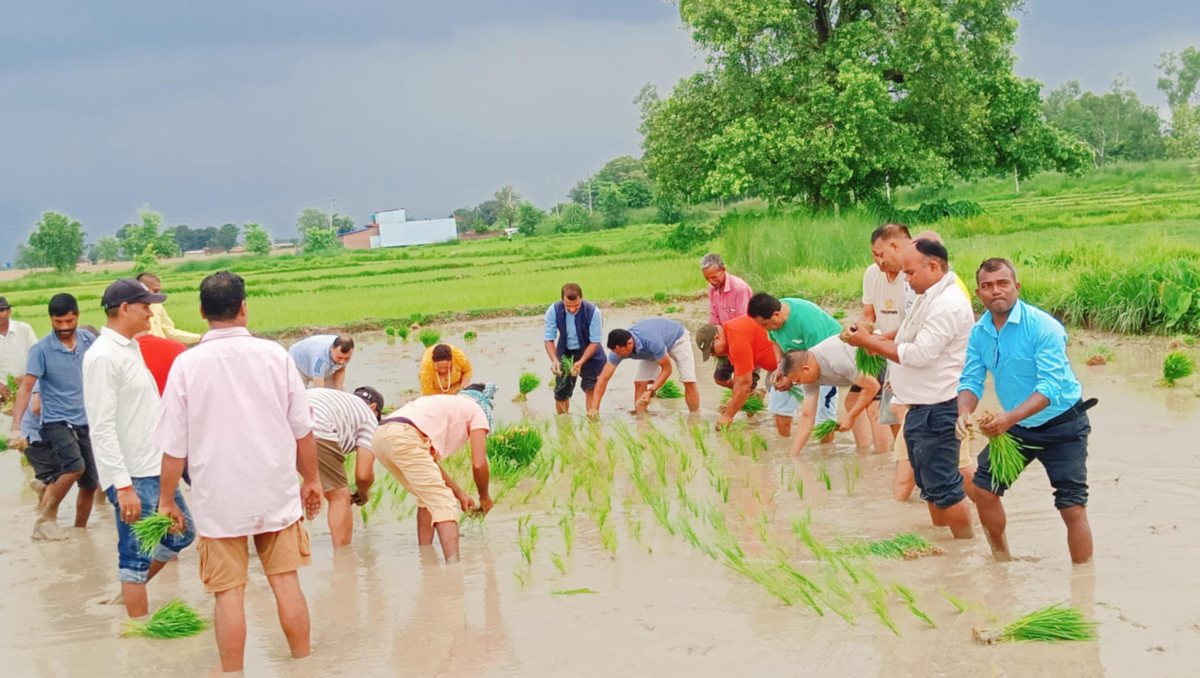 नवलपरासीमा २२ औँ धान दिवस तथा रोपाई महोत्सव