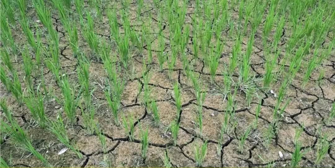जलवायु परिवर्तनले निम्तिदै छ संकट
