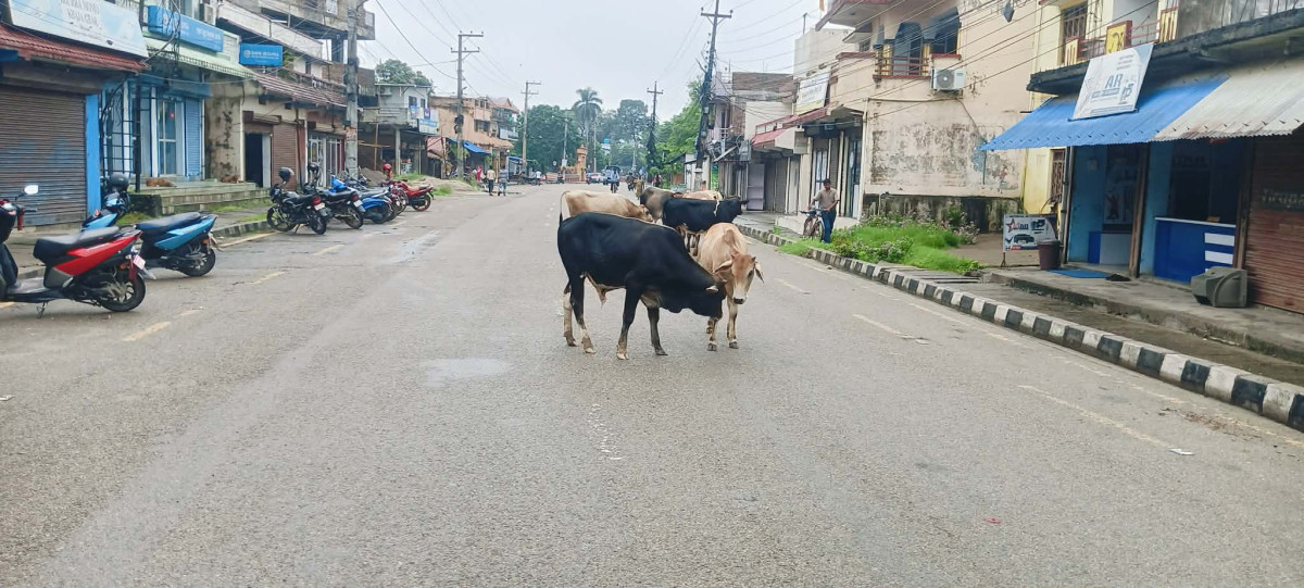 छाडा चौपायाको  : व्यवस्थापन नहुँदा दुर्घटनाको जोखिम बढ्दो