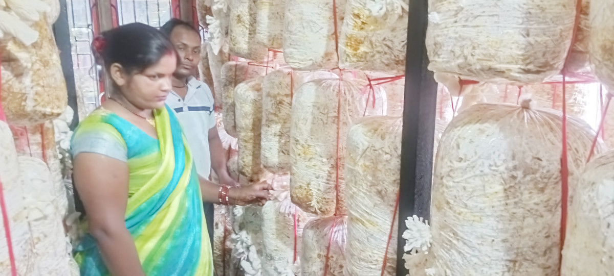 विदेशबाट फर्किएर व्यवसायिक खेतीमा कोइरी
